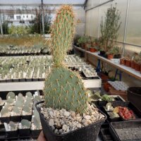 Opuntia strigil cv. Kurt (dw)