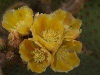Opuntia strigil cv. Kurt (dw)