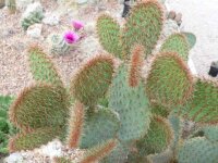 Opuntia strigil cv. Kurt (dw)