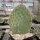 Opuntia strigil cv. Kurt (dw)
