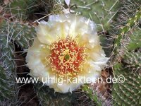 Opuntia polyacantha cv. Chrystal Tide/Richter (dw)
