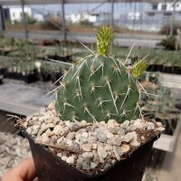 Opuntia polyacantha cv. Chrystal Tide/Richter (dw)