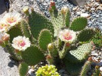 Opuntia polyacantha cv. Chrystal Tide/Richter (dw)