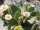 Opuntia polyacantha cv. Chrystal Tide/Richter (dw)
