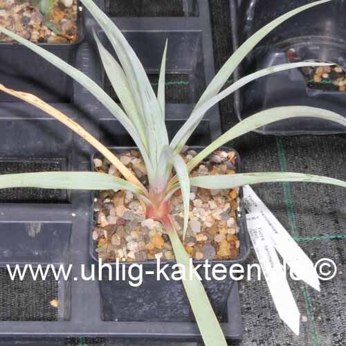 Yucca neomexicana JRT 251  (dw)