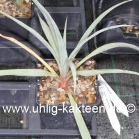 Yucca neomexicana JRT 251  (dw)