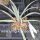 Yucca neomexicana JRT 251  (dw)