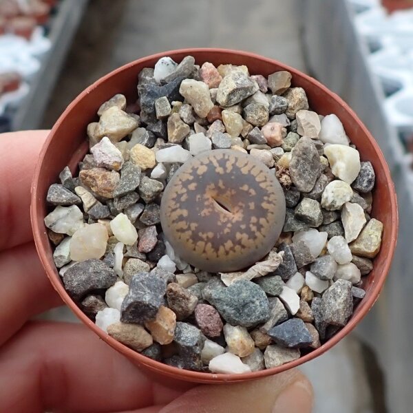 Lithops aucampiae v. aucampiae C 012