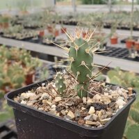 Opuntia X columbiana cv. roter Neutrieb (dw)