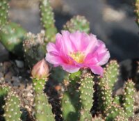 Opuntia phaeacantha cv. minor (dw)
