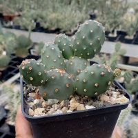 Opuntia polyacantha Idaho (dw)