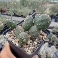 Opuntia polyacantha Idaho (dw)