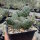 Opuntia polyacantha Idaho (dw)
