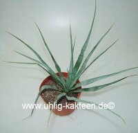 Yucca rostrata Sapphire Skies (dw)