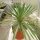Yucca gloriosa variegata (dw)