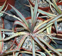 Yucca gloriosa Bright Star (dw)