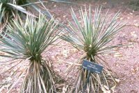 Yucca constricta Menard Co., TX, 640 m (dw)