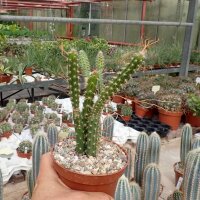 Selenicereus spec. Jalapa Jalapa