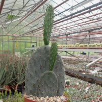 Opuntia ficus-indica-Hybr. Verdura 1