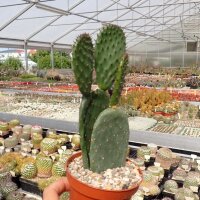 Opuntia ficus-indica-Hybr. Verdura 1