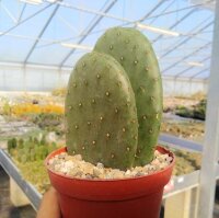 Opuntia ficus-indica-Hybr. Verdura 1
