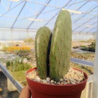 Opuntia ficus-indica-Hybr. Verdura 1