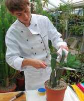 Opuntia ficus-indica-Hybr. Verdura 1