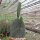 Opuntia ficus-indica-Hybr. Verdura 1