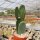 Opuntia ficus-indica-Hybr. Verdura 1