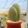 Opuntia ficus-indica-Hybr. Verdura 1
