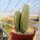 Opuntia ficus-indica-Hybr. Verdura 1