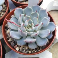 Echeveria texensis