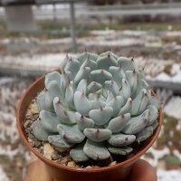Echeveria texensis