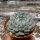 Echeveria texensis