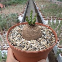 Euphorbia decidua Malawi, Tanzania, Zambia, Zimbabwe