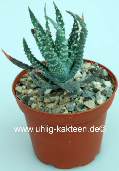 Aloe humilis cv. Albamammillaris