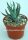 Aloe humilis cv. Albamammillaris