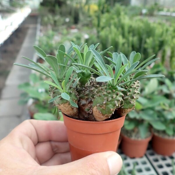 Euphorbia japonica