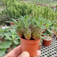 Euphorbia japonica