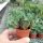 Euphorbia japonica