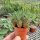 Euphorbia japonica