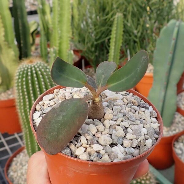 Euphorbia brunellii RM 183