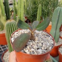 Euphorbia brunellii RM 183