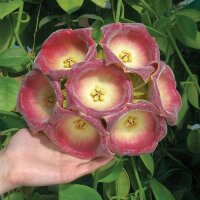 Hoya lauterbachii