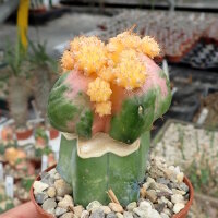 Myrtillocalycium polychimera gepfr.