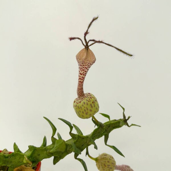 Ceropegia simoneae green form Madagaskar