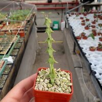 Ceropegia simoneae green form Madagaskar