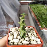 Ceropegia simoneae green form Madagaskar