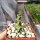 Ceropegia simoneae green form Madagaskar