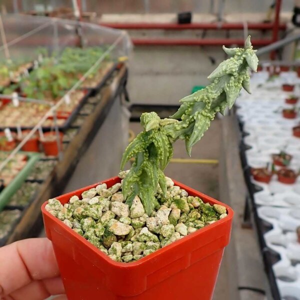 Ceropegia simoneae fa. pustulata